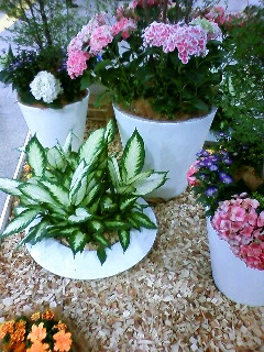 d0039189_1738111.jpg