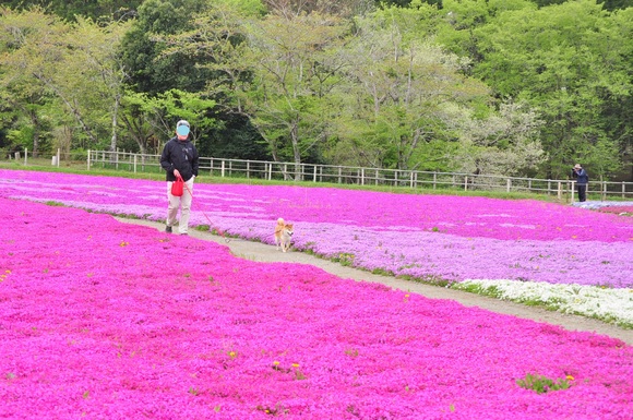 花の絨毯 Flower carpet_a0126590_2212834.jpg