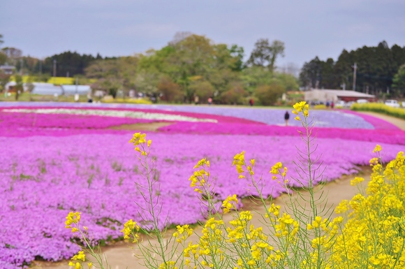 花の絨毯 Flower carpet_a0126590_22144956.jpg