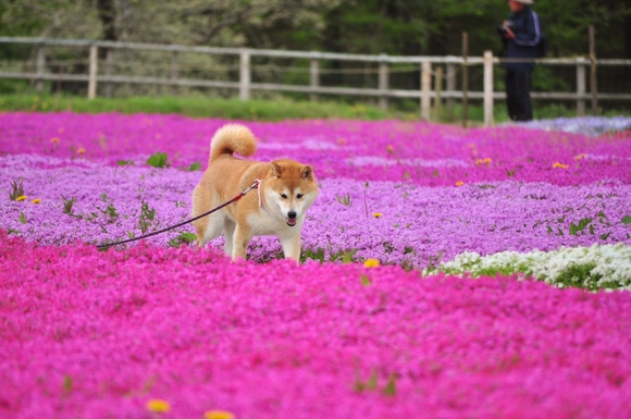 花の絨毯 Flower carpet_a0126590_2215450.jpg