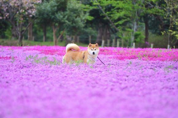 花の絨毯 Flower carpet_a0126590_22174785.jpg