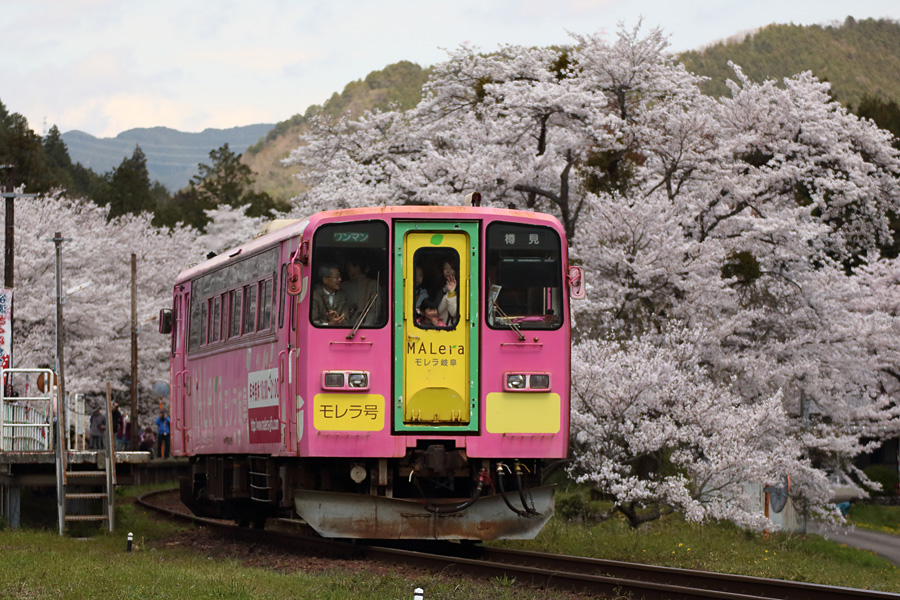 2014.04.05：桜三昧③谷汲さんと樽鉄３－完_c0007190_1931993.jpg