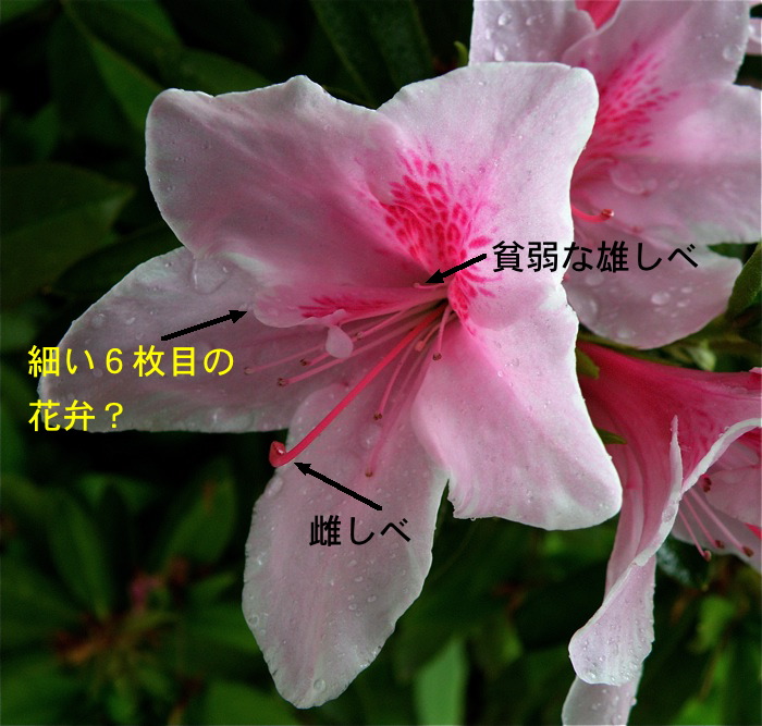 謎の６枚目の花弁，ツツジの花_d0006690_17371334.jpg