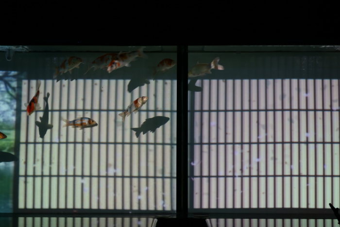 金魚-3_e0135098_2156487.jpg