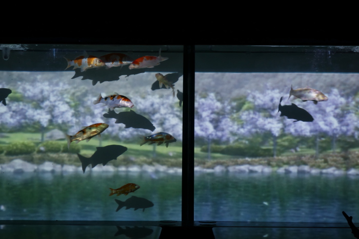 金魚-3_e0135098_21565976.jpg