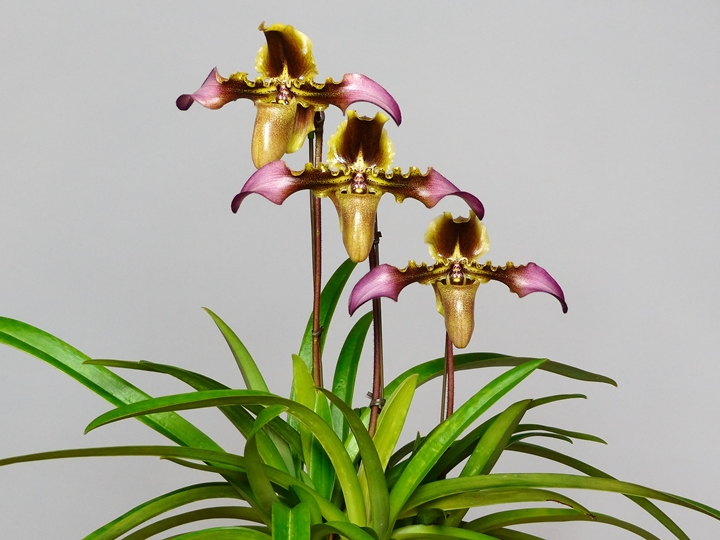 Paphiopedilum esquirolei (P) その３_a0267399_19315161.jpg