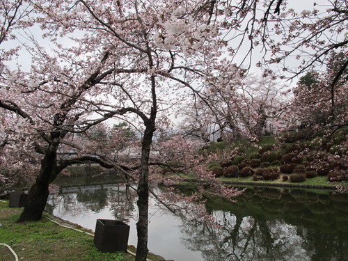 松が岬公園の桜は３分咲き・・・３_c0075701_13291050.jpg