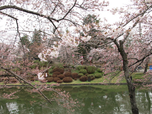 松が岬公園の桜は３分咲き・・・３_c0075701_1329667.jpg