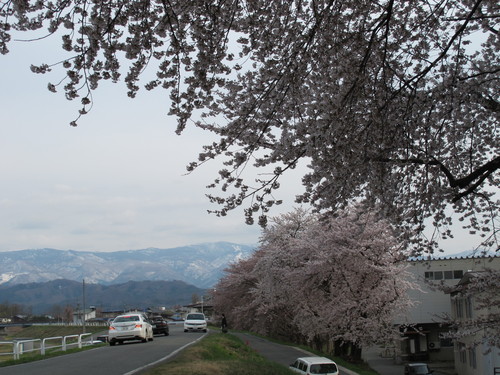 桜咲く、水仙も咲いている最上川堤防・・・１_c0075701_21163731.jpg