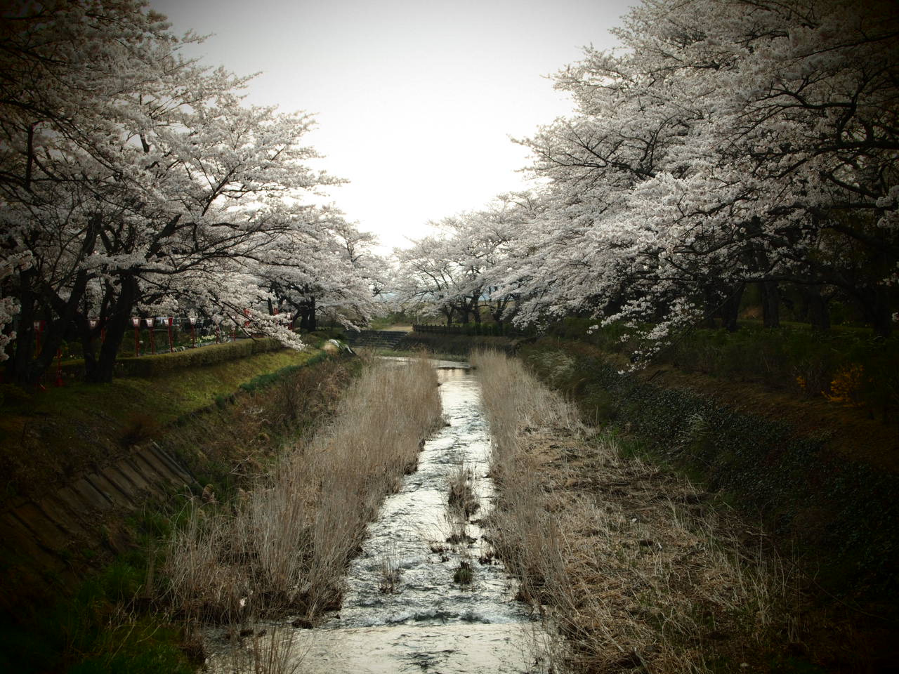 笹川原の千本桜。_f0236201_08221800.jpg