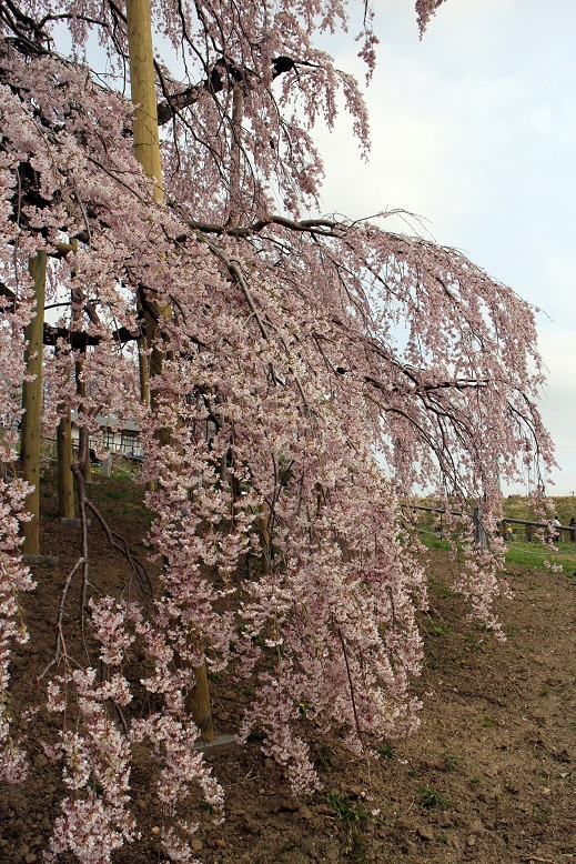 f0034602_21113535.jpg