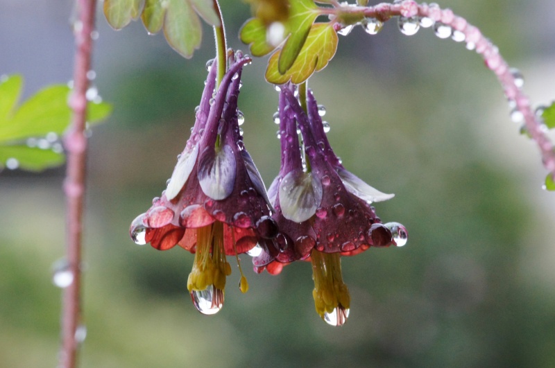 【催花雨に潤う我が家の庭の花】　オダマキ_e0039703_23181714.jpg