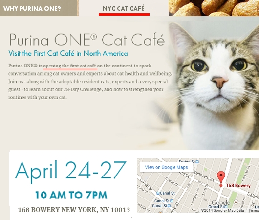 今週、NYに期間限定の猫カフェがオープンします!!!_b0007805_8164244.jpg