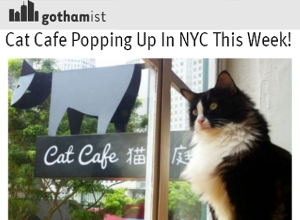 今週、NYに期間限定の猫カフェがオープンします!!!_b0007805_8165237.jpg