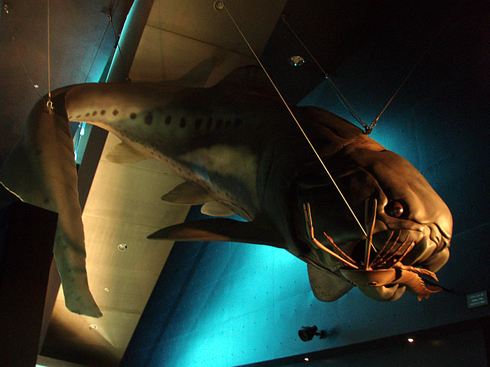 「化石水族館 太古の魚類展」_f0292806_09224976.jpg