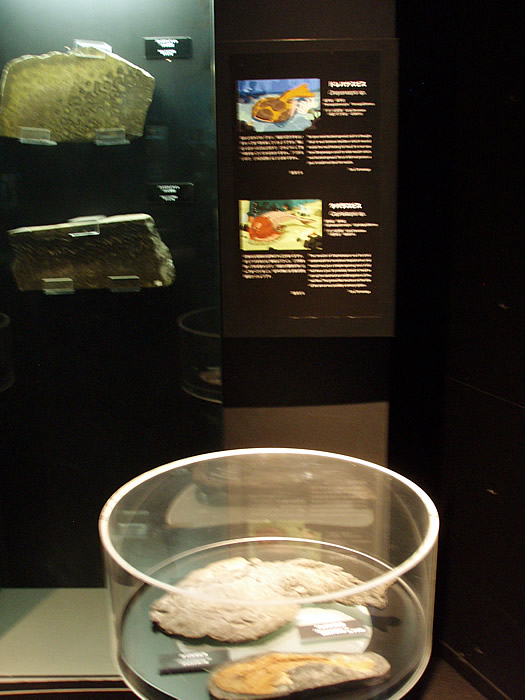 「化石水族館 太古の魚類展」_f0292806_09230915.jpg
