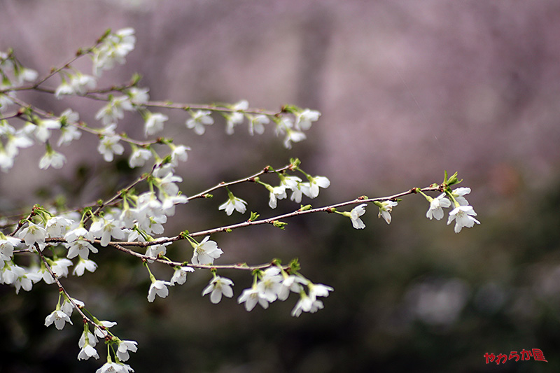 WILD CHERRY BLOSSOMS & FUJI CHERRY BLOSSOMS_b0134907_8325766.jpg