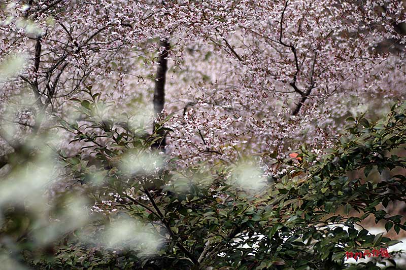 WILD CHERRY BLOSSOMS & FUJI CHERRY BLOSSOMS_b0134907_833496.jpg