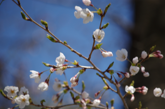 三居沢の桜_b0190709_1525278.jpg