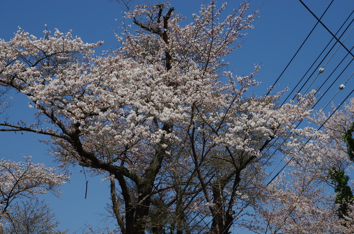 三居沢の桜_b0190709_15261688.jpg