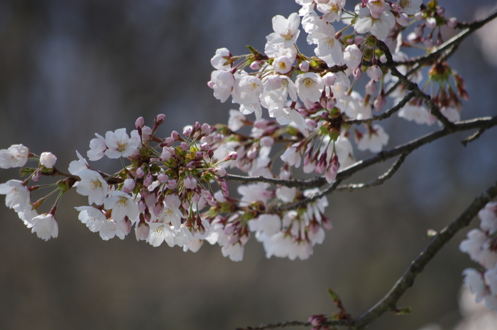 三居沢の桜_b0190709_15264070.jpg