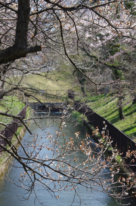 三居沢の桜_b0190709_15315237.jpg