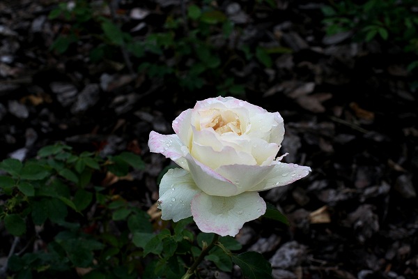 セルバンテス公園にバラを見に3_b0064411_05115618.jpg