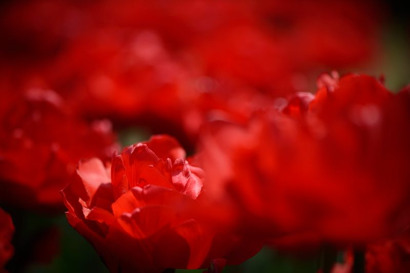 咲いた!咲いた!チューリップ♪＠北山植物園　其の三_f0032011_18584366.jpg