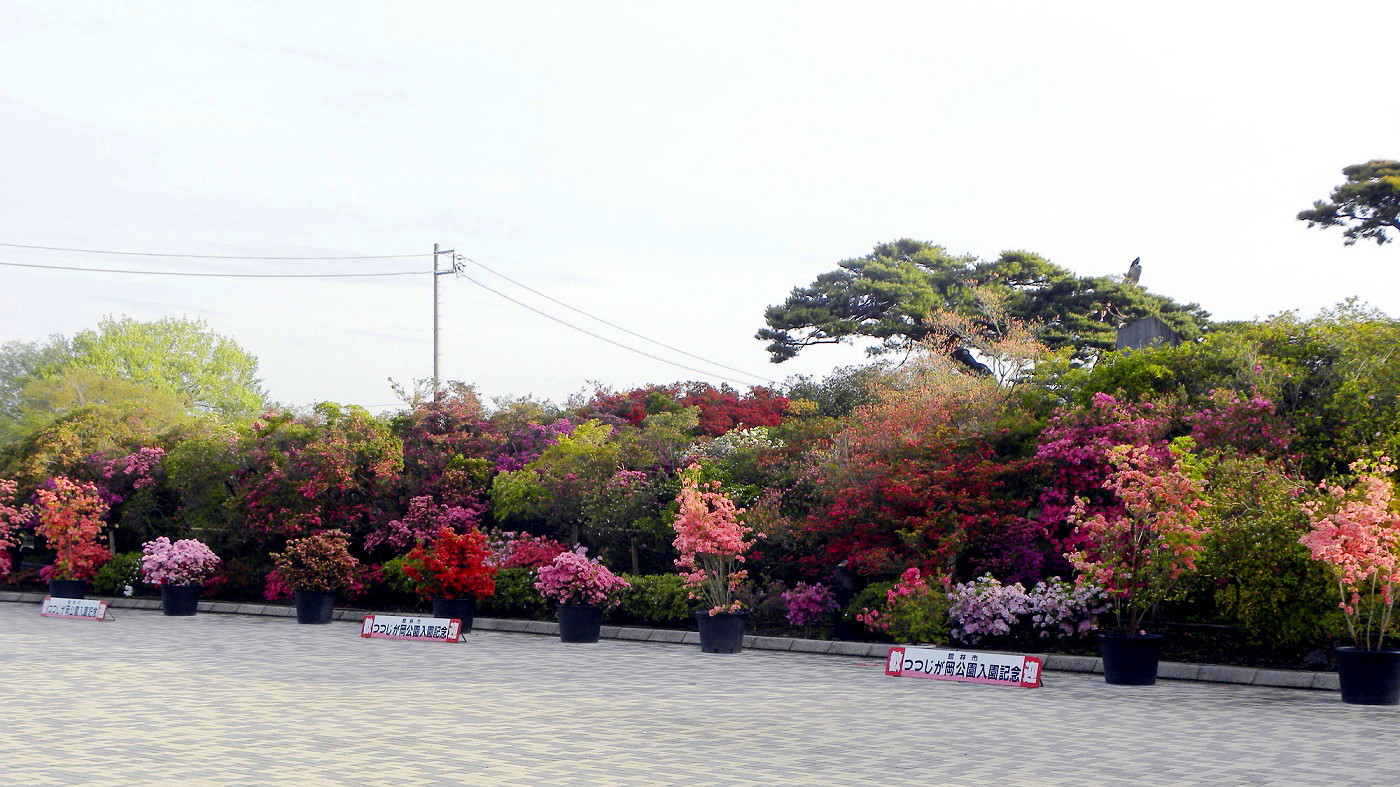 今年は良いですよ 館林つつじが岡公園開花状況 私の鳥撮り散歩