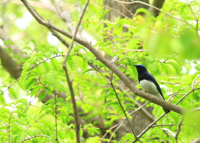 4月22日の水元の野鳥・オオルリ_a0272917_1664697.jpg