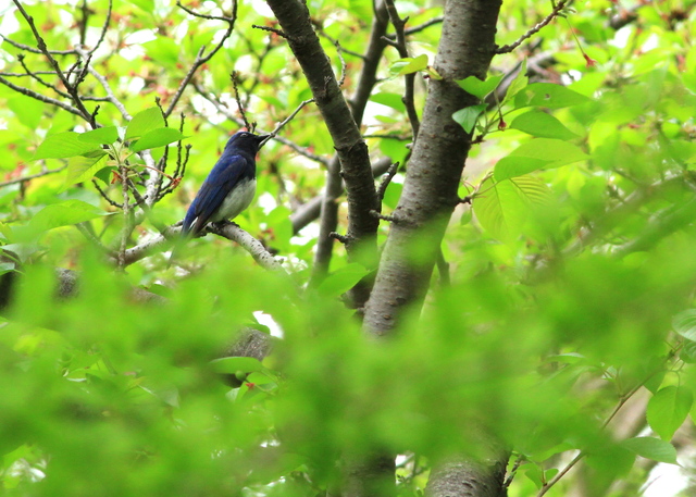 4月22日の水元の野鳥・オオルリ_a0272917_1681688.jpg