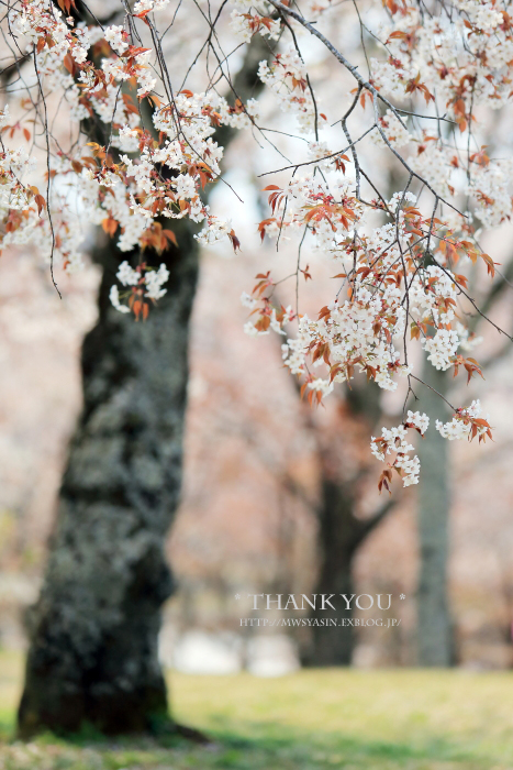 里山の山桜_c0211922_651580.jpg