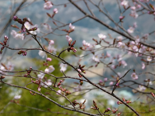 陸郷 桜仙峡 おうせんきょう 信州安曇野池田 92さんの独り言 陸郷 桜仙峡 おうせんきょう 信州安曇野池田 92さんの独り言