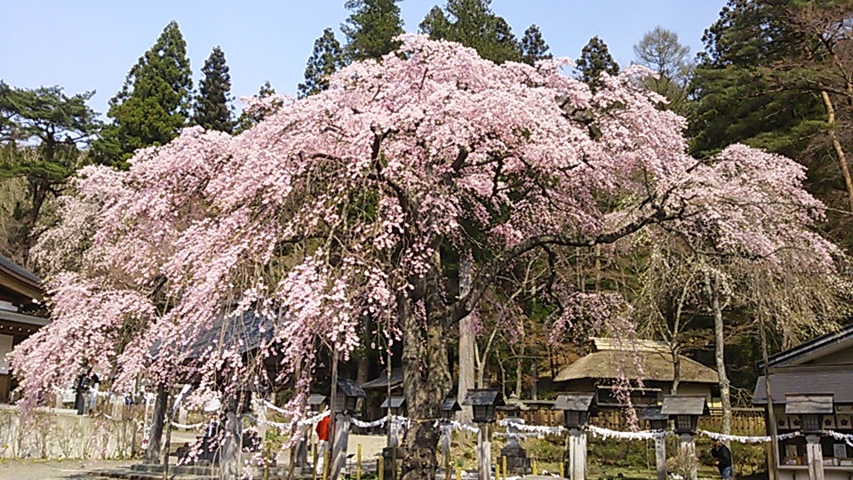 桜と、プレＤＣ『福が満開、福のしま。』しらかわ！_c0213830_11594920.jpg
