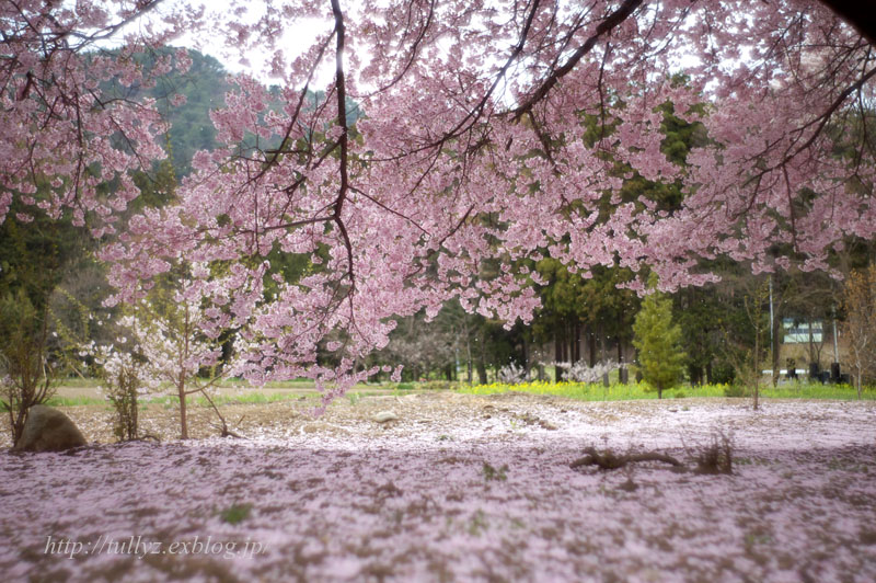 極楽浄土（３）_d0108132_2122141.jpg