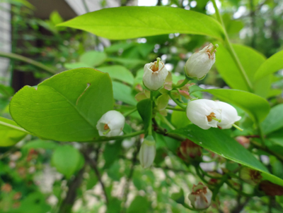 ブルーベリーの花　2014年4月22日_a0129233_16171881.jpg