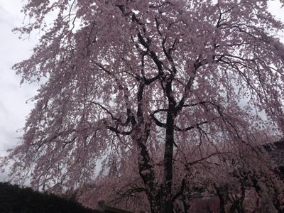 菅の台へ桜を見にいって来ました。_b0271737_13531188.jpg