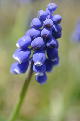 農園のムスカリ grape hyacinth_f0206939_1827376.jpg