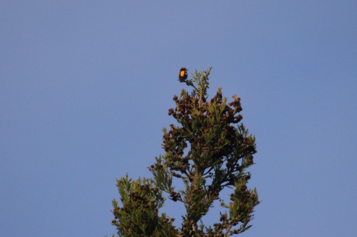 c0269342_20292093.jpg