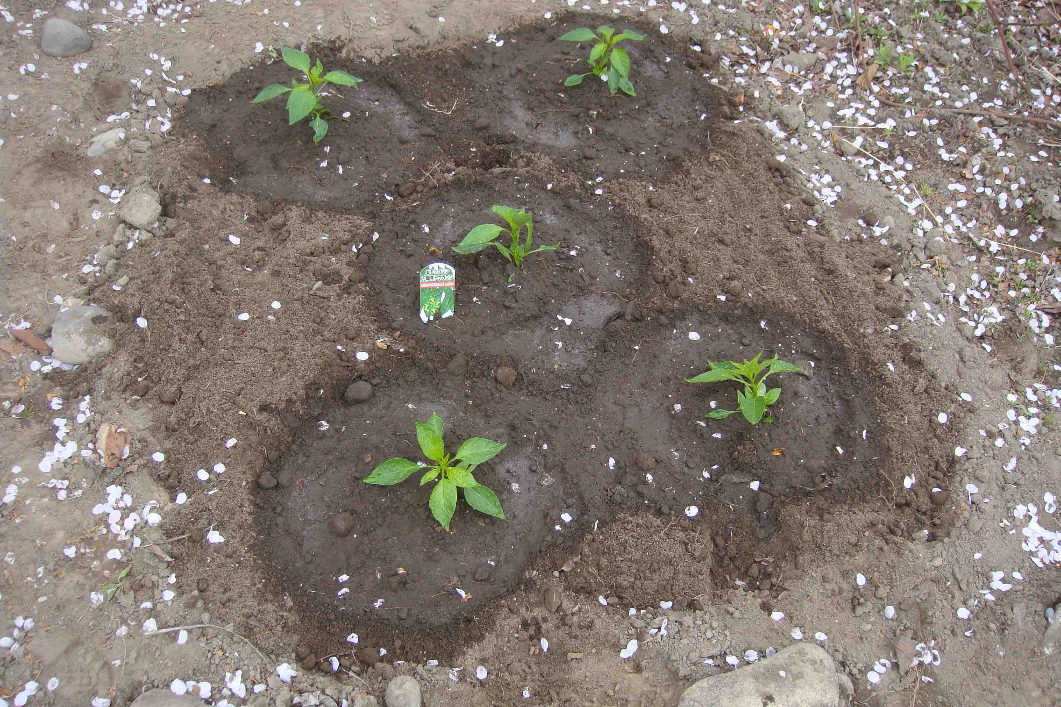 植え付け_e0226943_23414691.jpg
