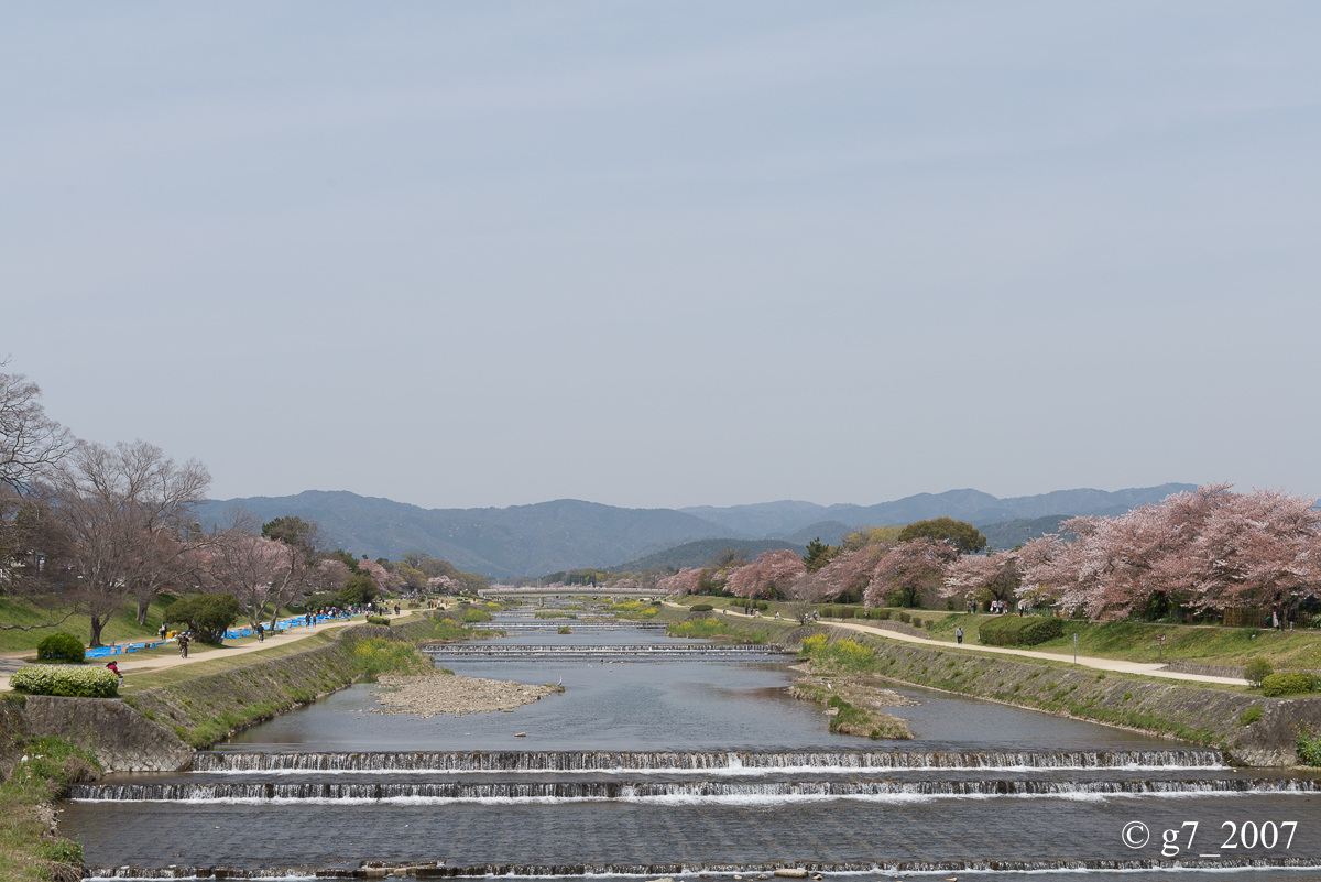 2014 桜 〜賀茂川〜　その1　_f0152550_22334472.jpg