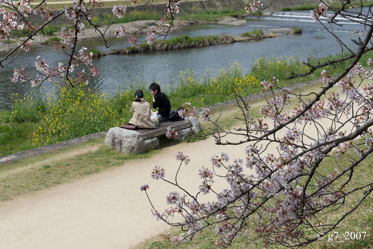 2014 桜 〜賀茂川〜　その1　_f0152550_22341423.jpg