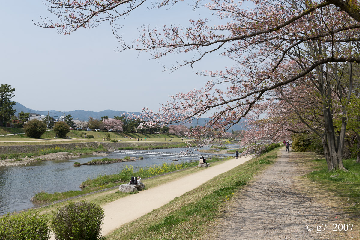 2014 桜 〜賀茂川〜　その1　_f0152550_2234294.jpg