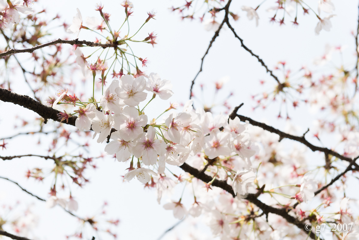 2014 桜 〜賀茂川〜　その1　_f0152550_22344489.jpg