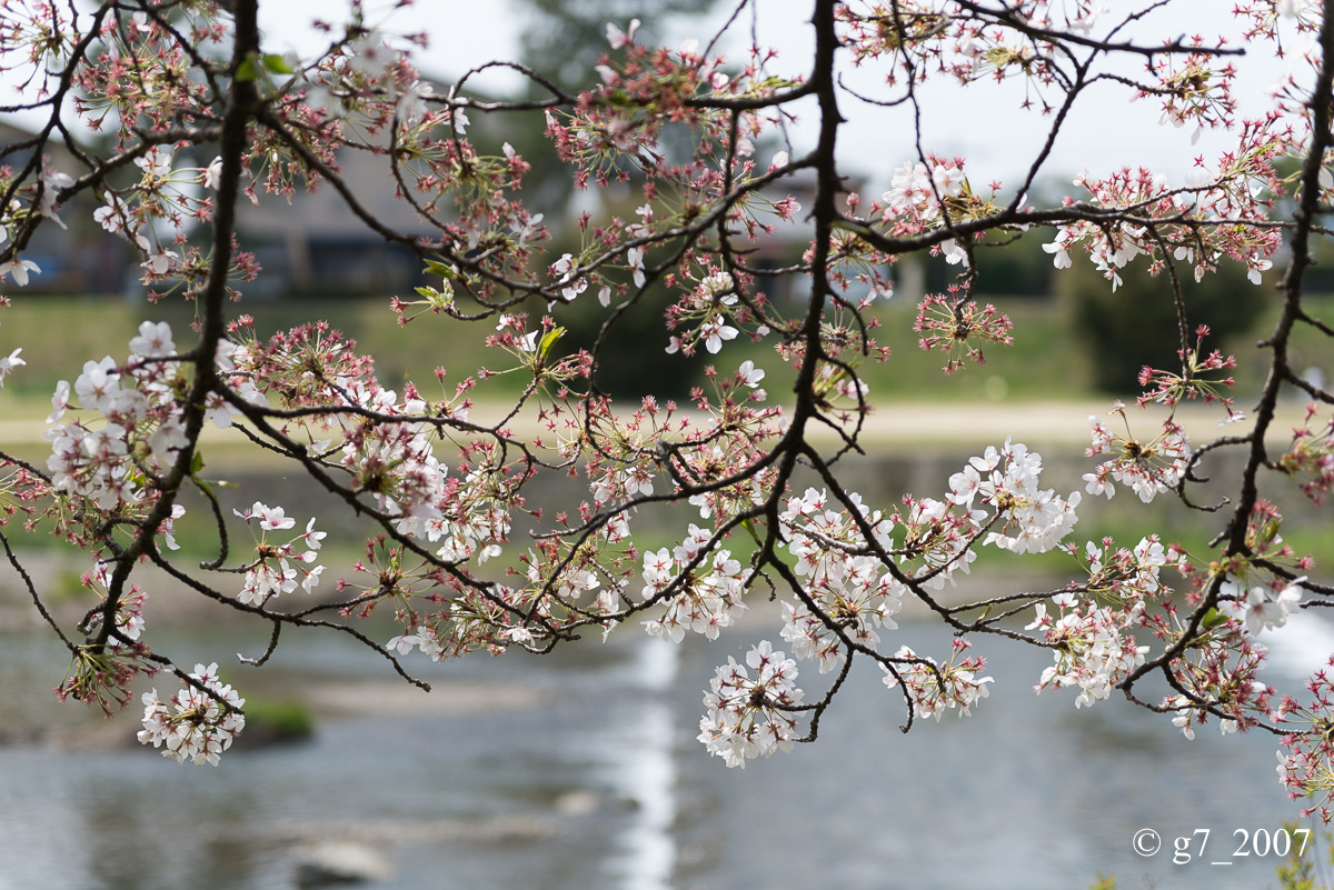 2014 桜 〜賀茂川〜　その1　_f0152550_22345965.jpg