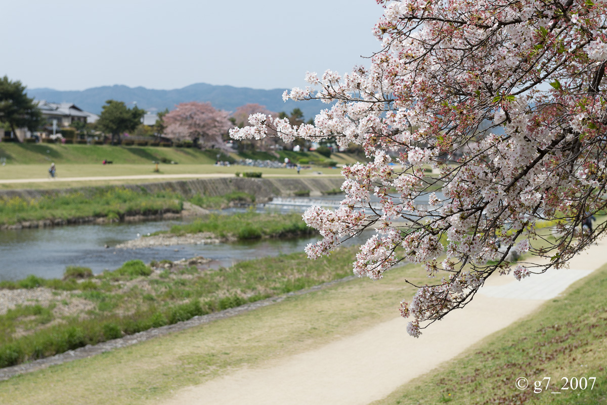 2014 桜 〜賀茂川〜　その1　_f0152550_22351554.jpg