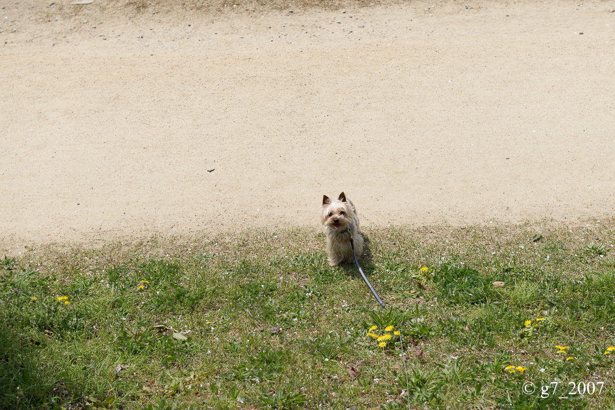 2014 桜 〜賀茂川〜　その1　_f0152550_22353036.jpg