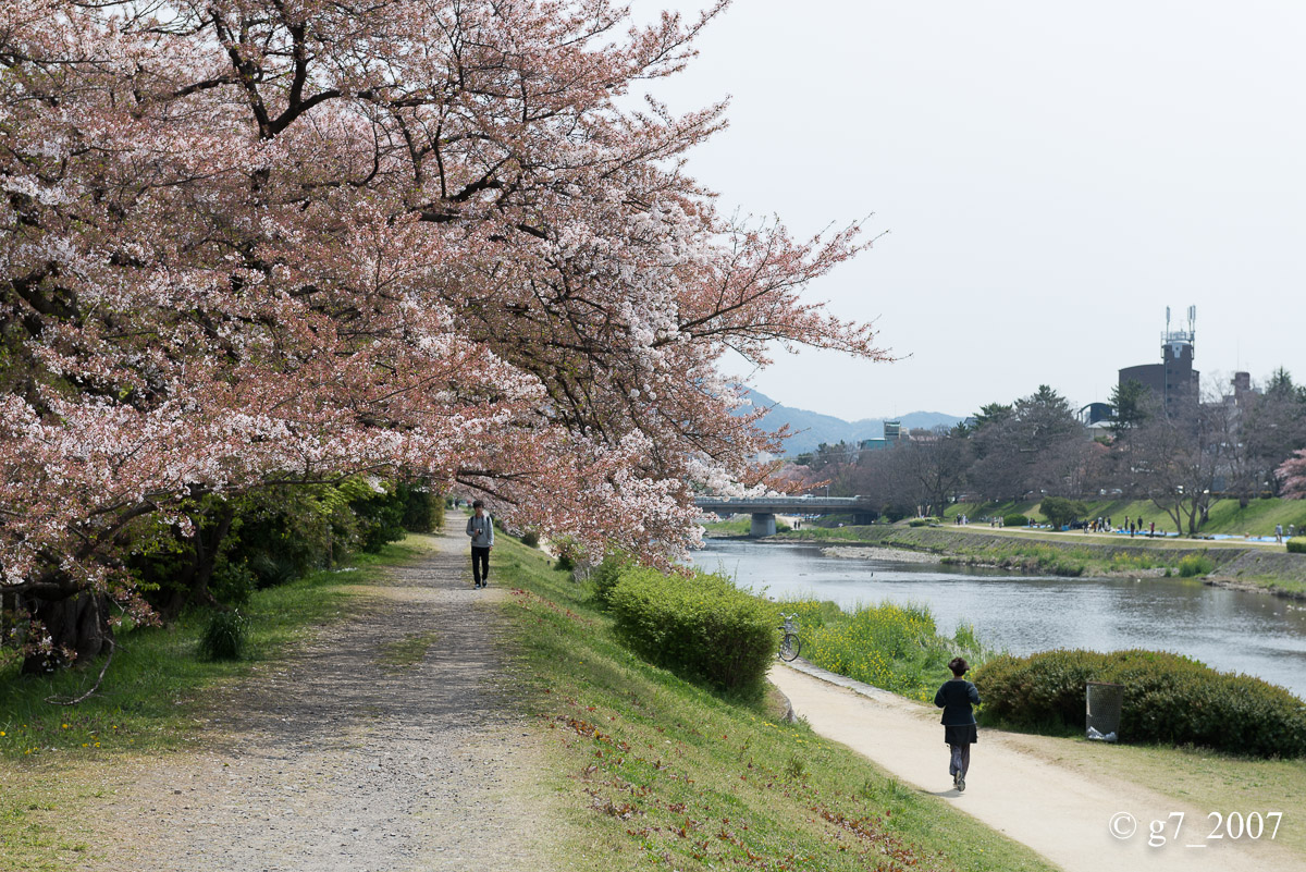 2014 桜 〜賀茂川〜　その1　_f0152550_2235467.jpg