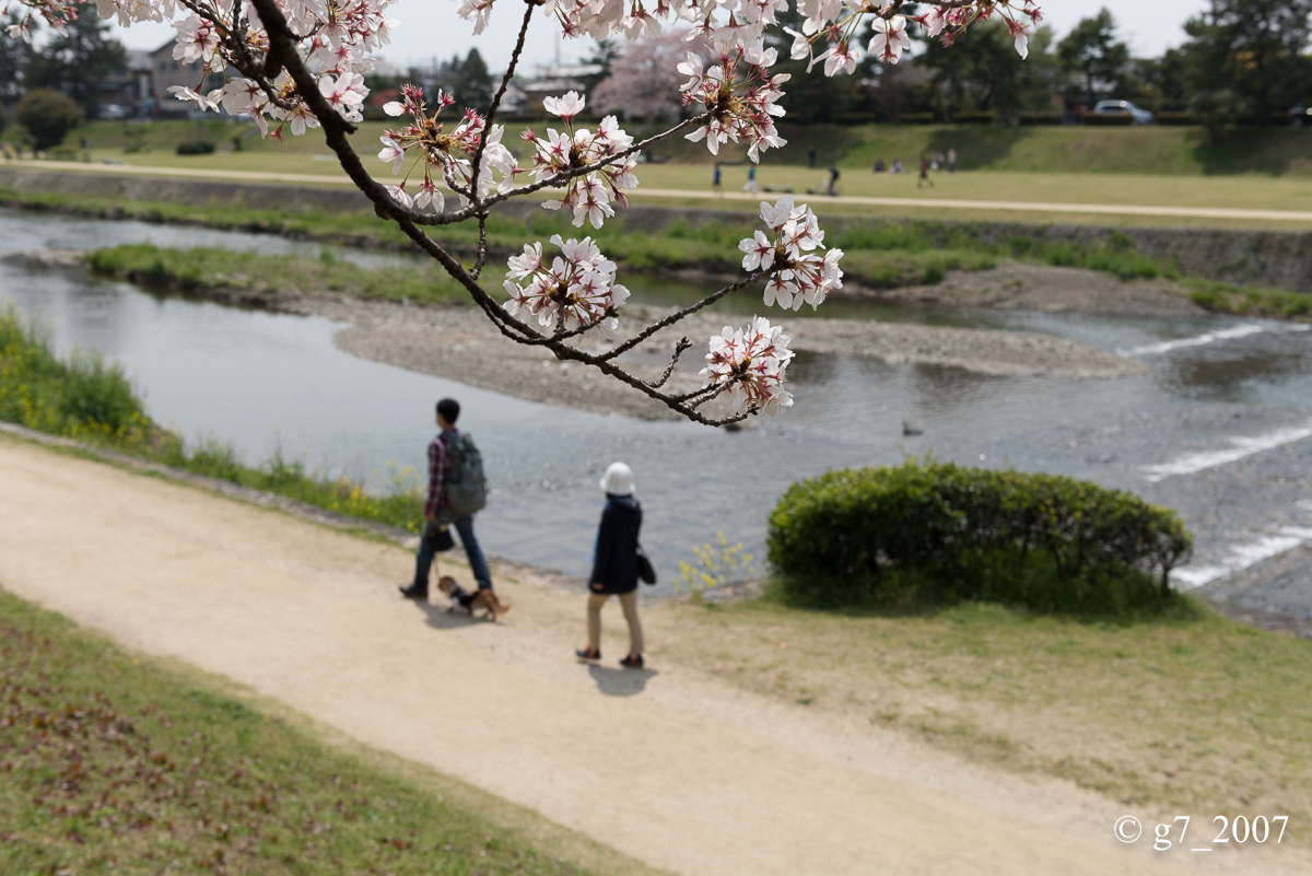 2014 桜 〜賀茂川〜　その1　_f0152550_2236022.jpg