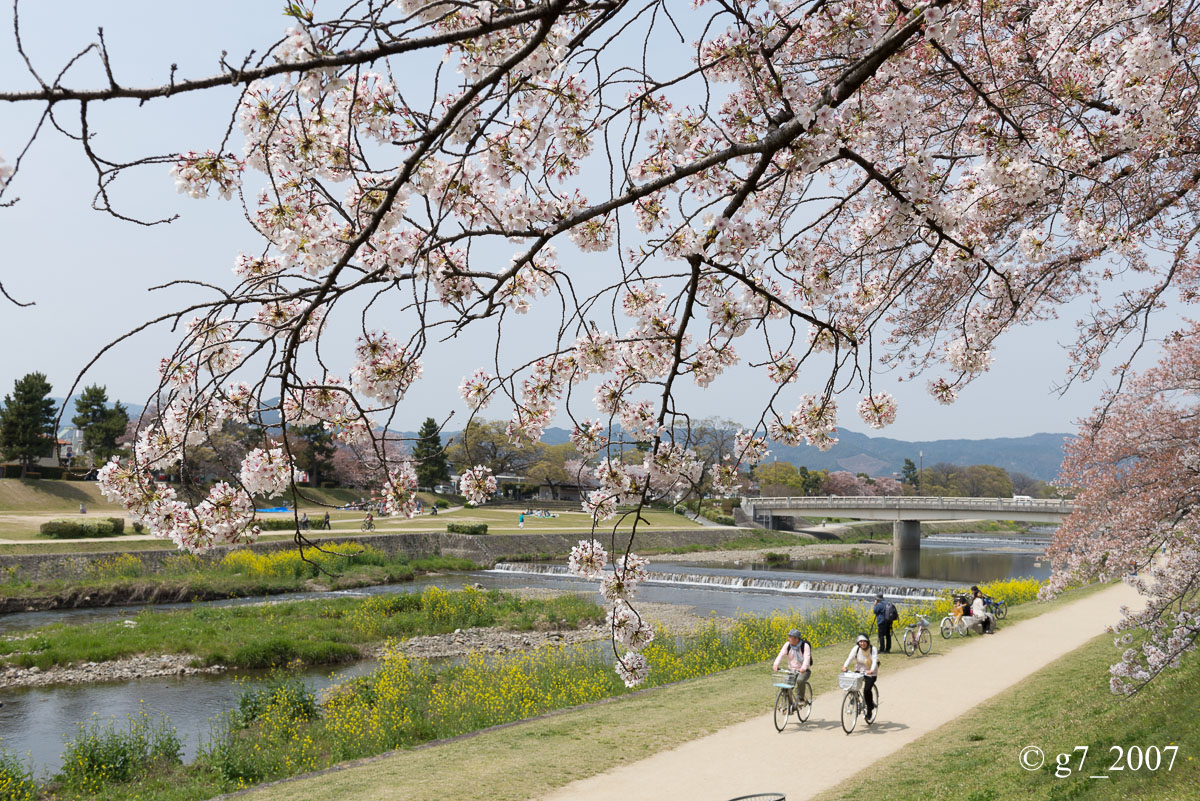 2014 桜 〜賀茂川〜　その1　_f0152550_22361341.jpg